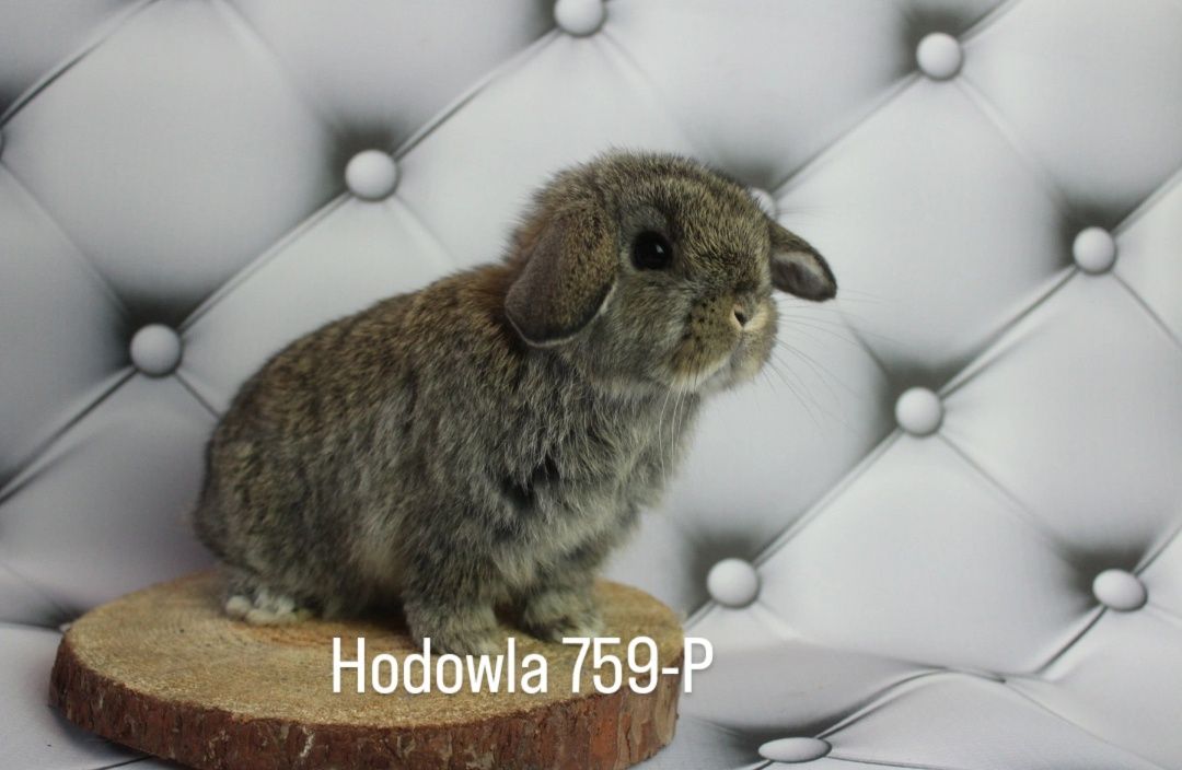 Mini lop króliki karzełek miniaturka baranek hodowla
