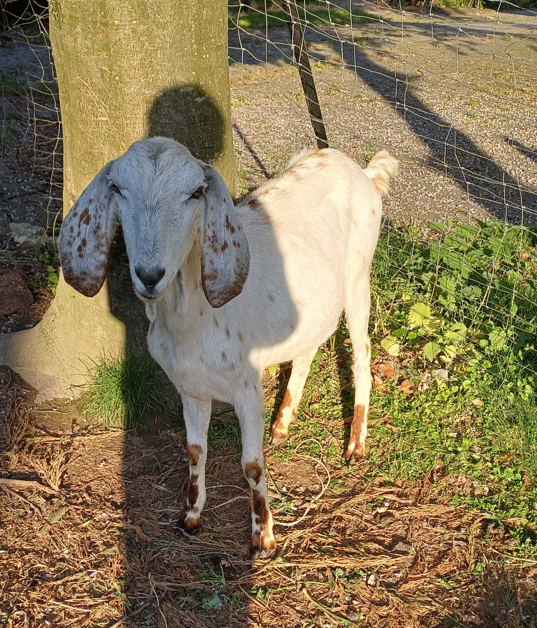 kozy anglonubijskie - biała bezrożna genetycznie, capek w łatki.