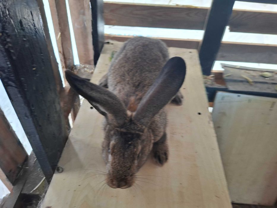 Sprzedam samce mieszance