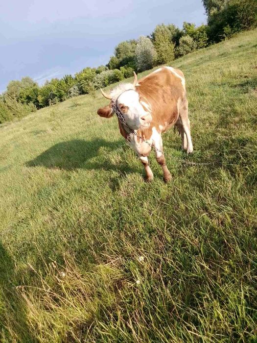 Телиця           .