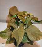 Hoya syngonium monstera hoye Red spot tricolor mohito Bella Albomargin