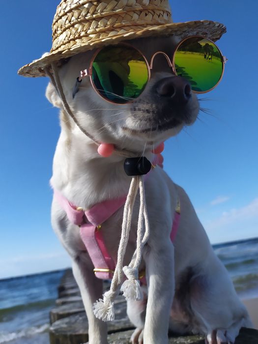 Kapelusz słomkowy dla psa