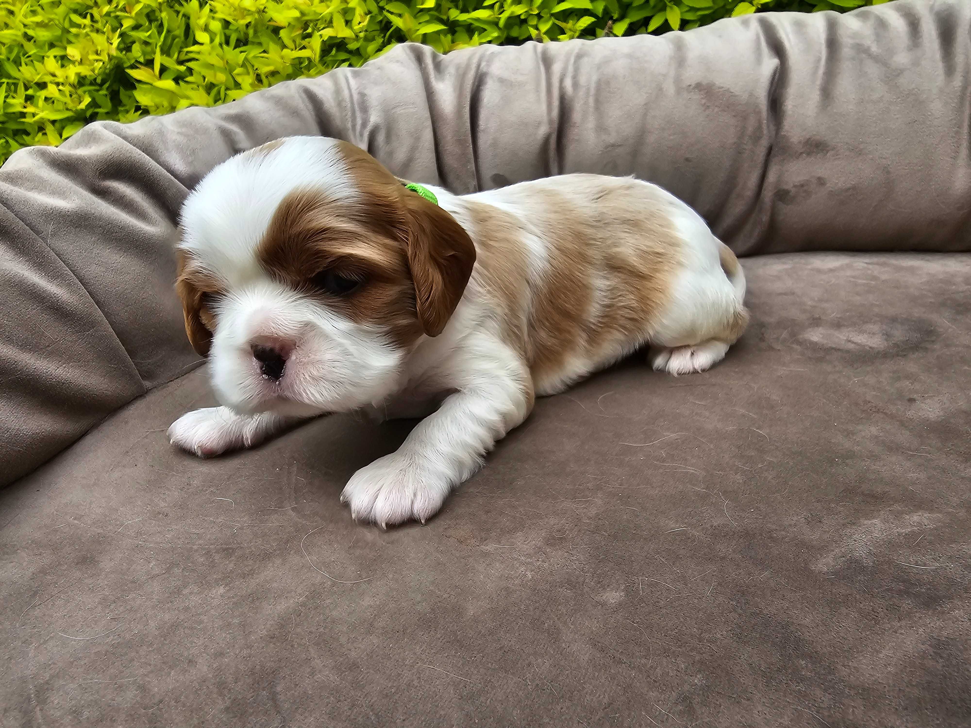 Cavalier King Charles Spaniel