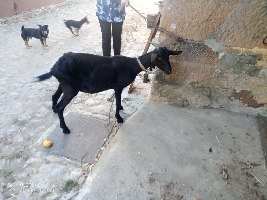 Vende-se cabras.