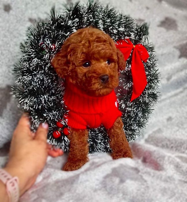 Розкішна зіронька той.   пудель Ред браун