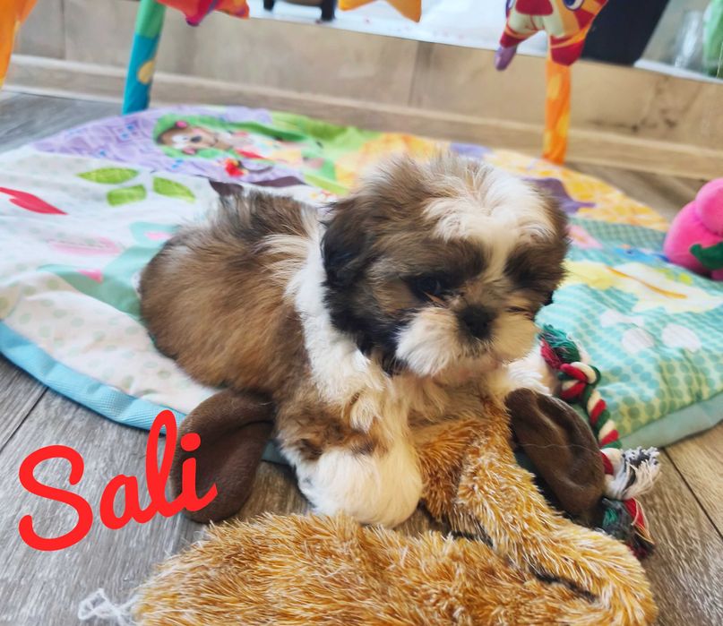 Shih Tzu urocza Sali