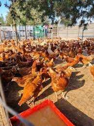 Kury nioski Rosa Leghorn Messa kurki z jajkiem 25tyg. Dowóz Gratis