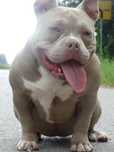 Suczka lilac tri Cowboy meets Playboy american bully