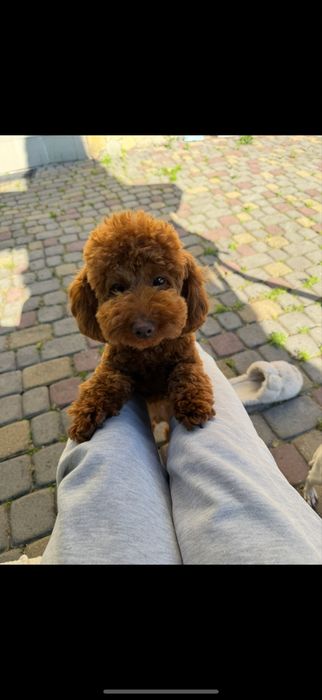 Дівчинка підрощена ред браун