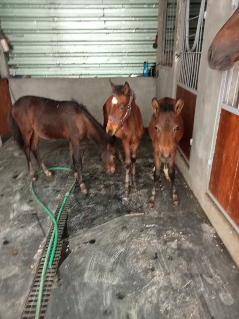 Vendo garranos com 6 meses