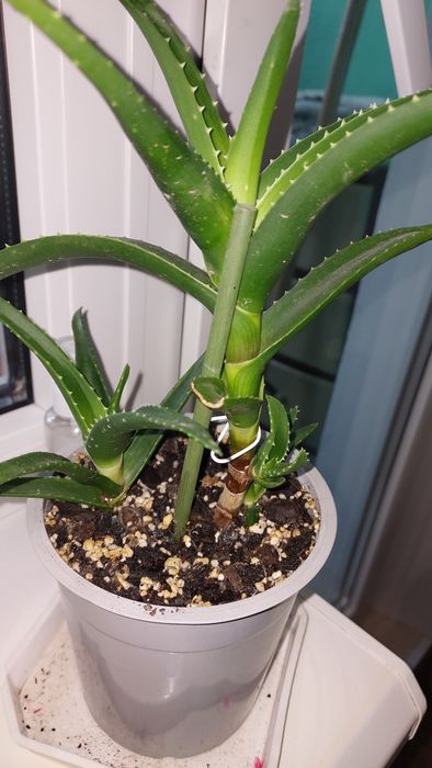Алоє ,домашня квітка