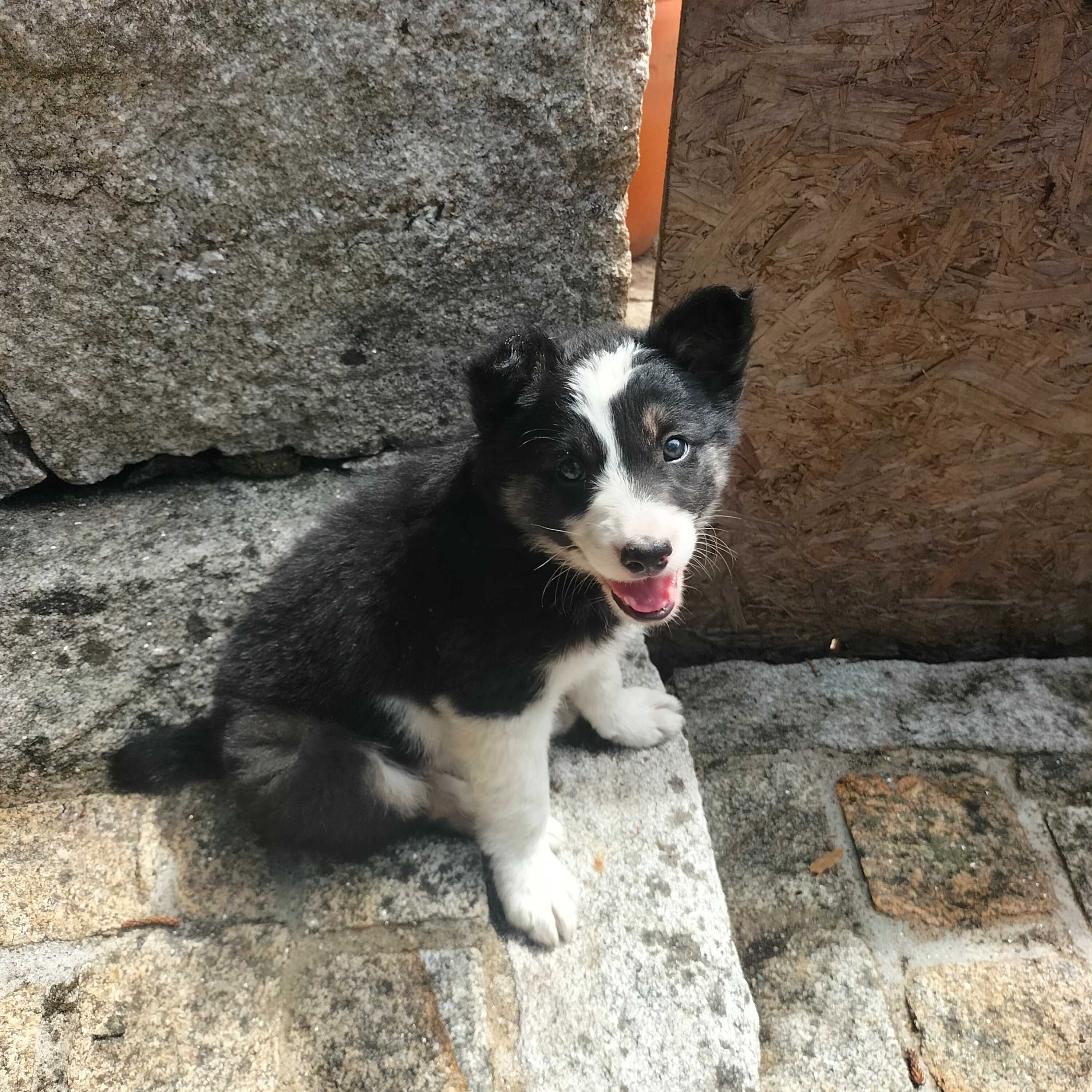 Border collie tricolor macho