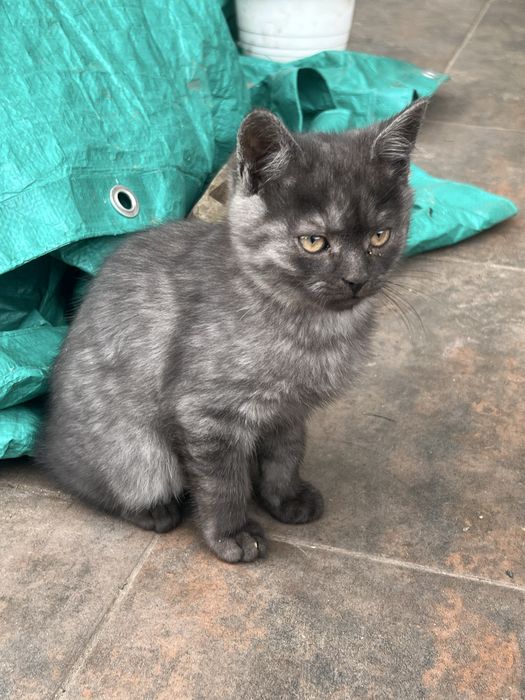 Кошенята в турботливі руки