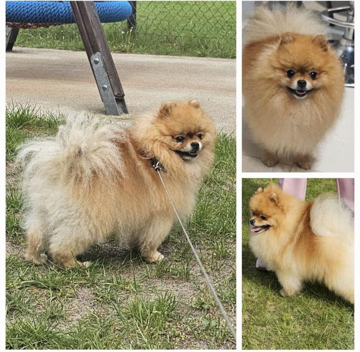 Piesek szpic miniaturowy pomeranian ZKwP FCI orange sable