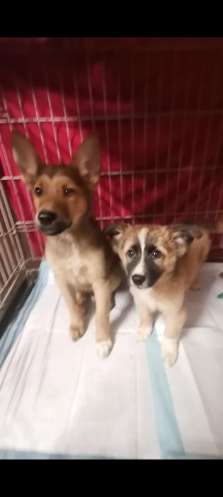 Szczeniaki 3 miesiące 3 chłopców