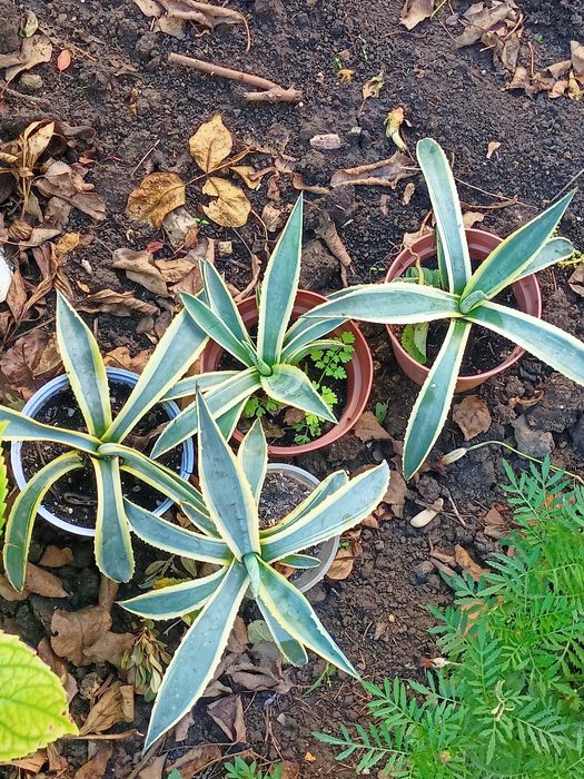 Продам неймовірні  вазони агава