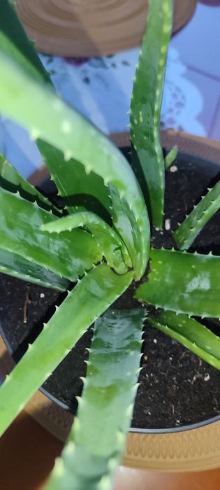 Śliczne sadzonki Aloes 3 sztuki