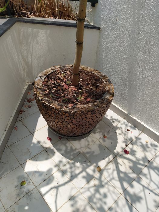 Árvore de Araça em vaso