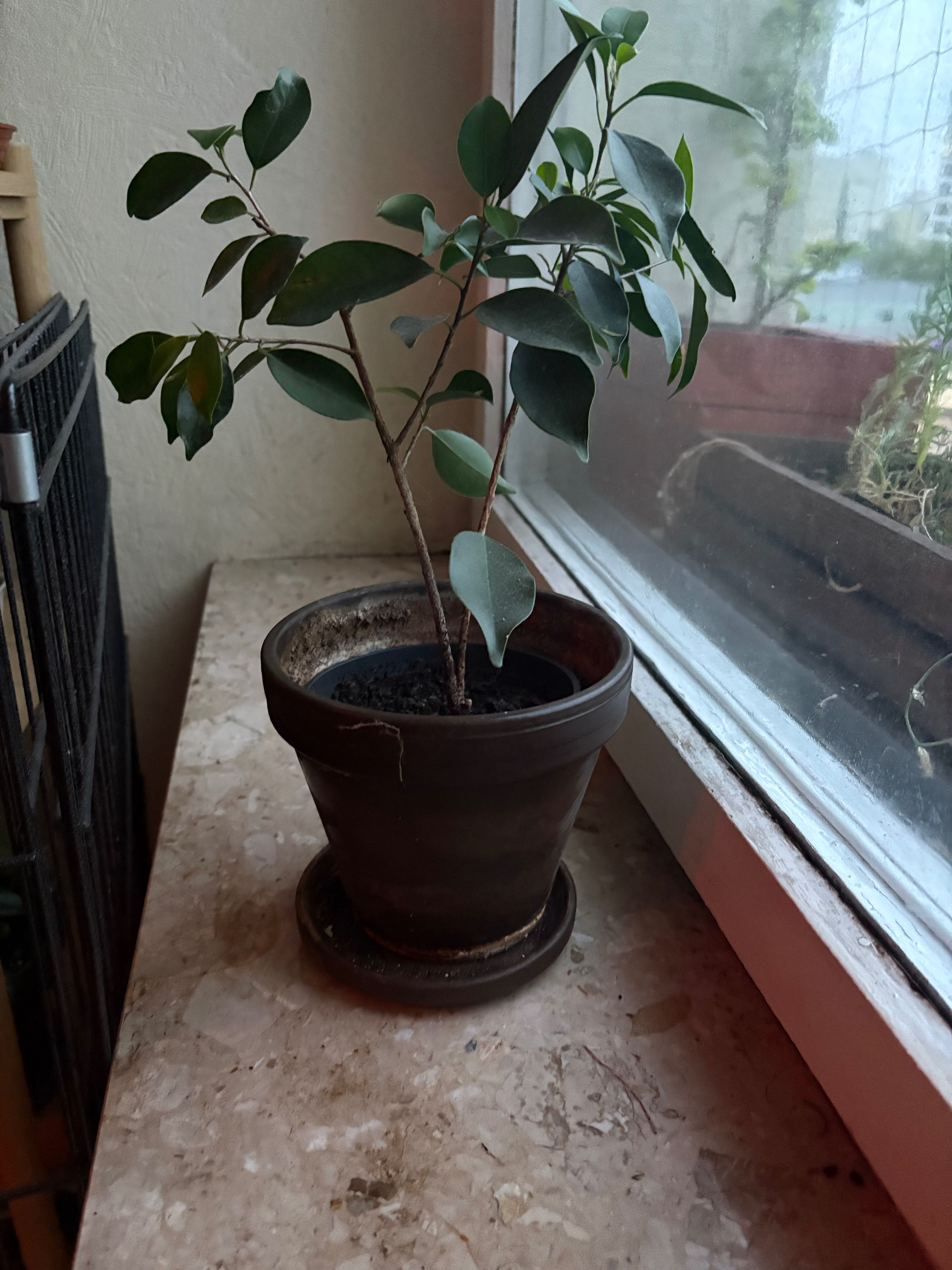 Ficus Benjamina 3 drzewka