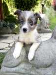 „DEXTER” Piesek Border Collie o umaszczeniu Blue merle tricolor