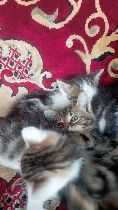 Віддам в добрі руки дівчинка і два котики,добру і люблячу сім'ю