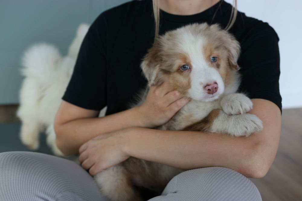 Owczarek australijski szczeniak