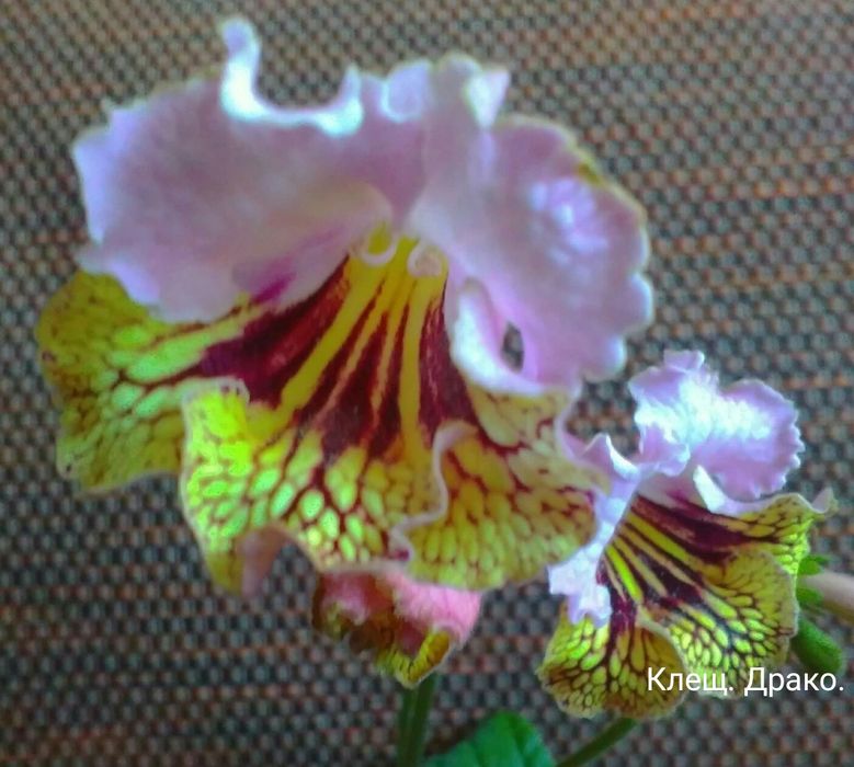 Стрептокарпусы детки.