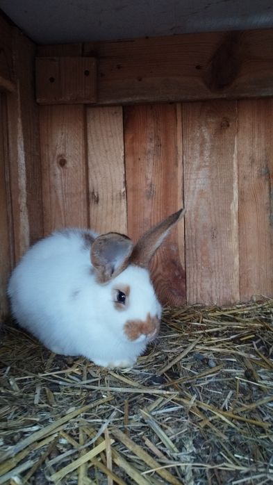 Króliki duży wybór