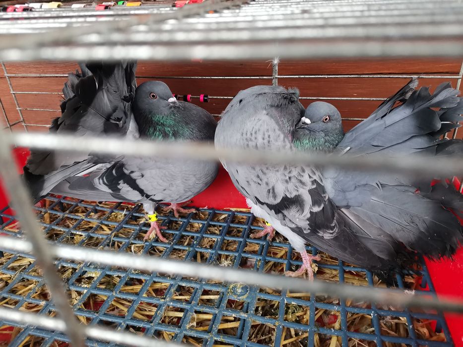 Gołębie ozdobne - pawiki