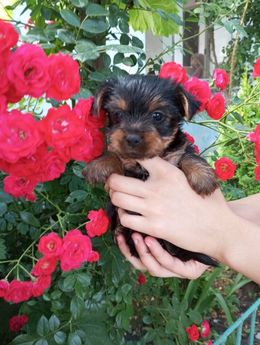 Йоркширский терьер щенки