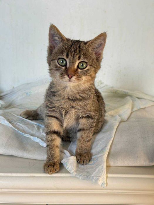 найніжніше та найсміливіше кошеня,киця 2 місяці дуже потішна