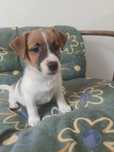 Jack Russell Terrier-Piesek Etan. Pochodzenie FCI.Gotowy do Odbioru.
