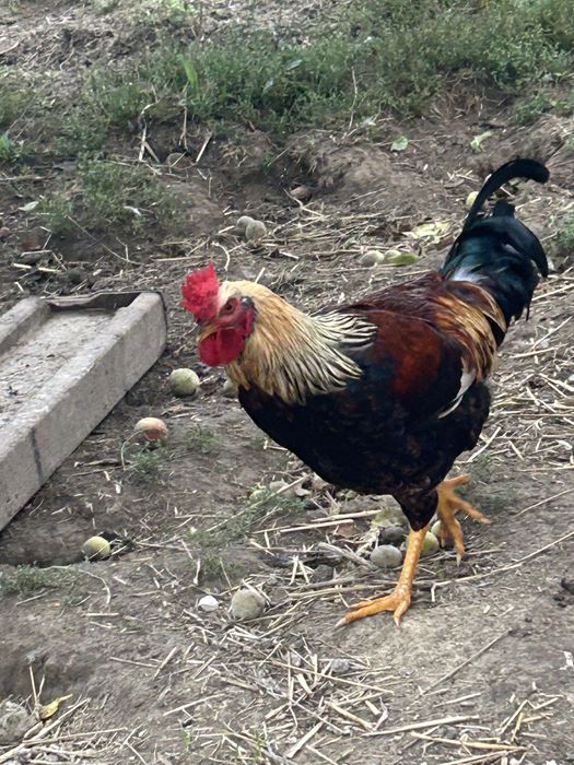 Kogut  z grzebieniem rozyczkowym