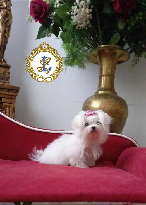 Maltańczyk filigranowa suczka z  kompletem  szczepień