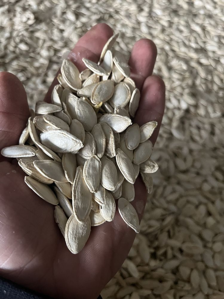 Продам гарбузове насіння