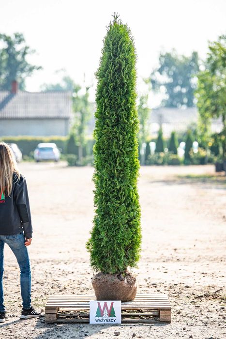 Thuja TOSCAN 'Smaragd' PROMOCJA Tuja Żywotnik zachodni TOSCAN