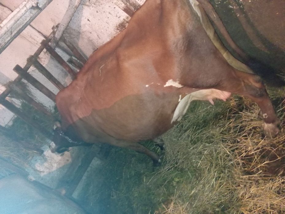 Krowa 9 lat cielna na 15 listopada
