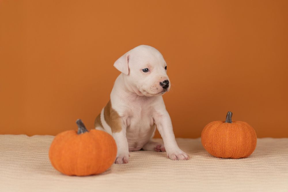 Розкішна дівчинка амстафф з офіційного розплідника