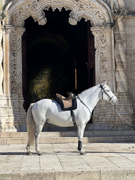 Cavalo cruzado, montado 8 anos