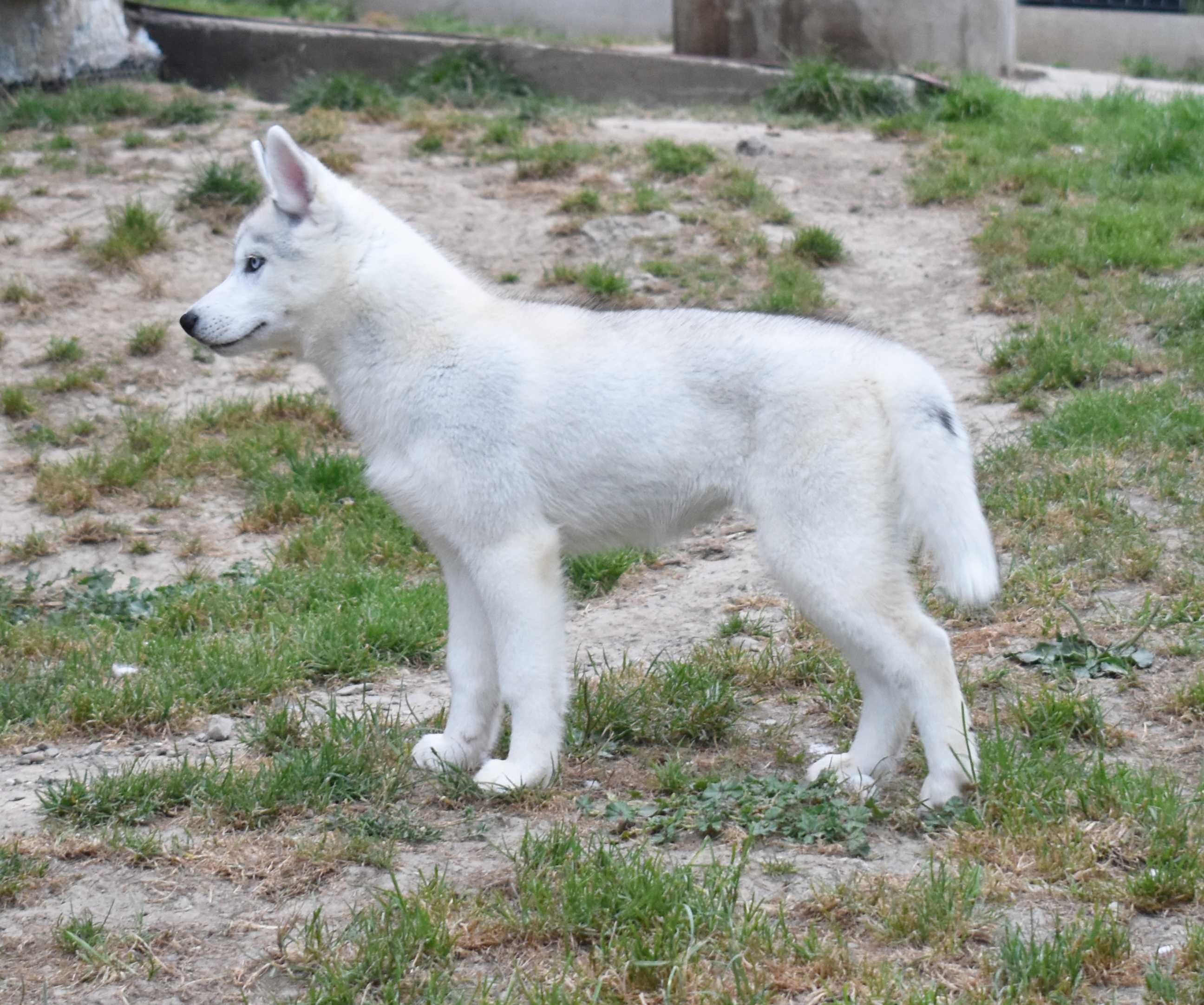 Siberian Husky, różnooka biało-srebrna suczka, ZKwP / FCI