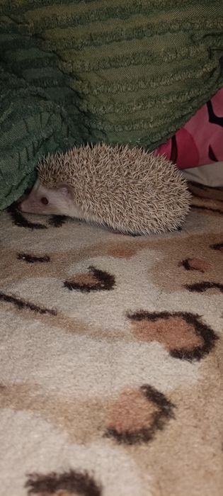 Młode Jeżyki pigmejskie