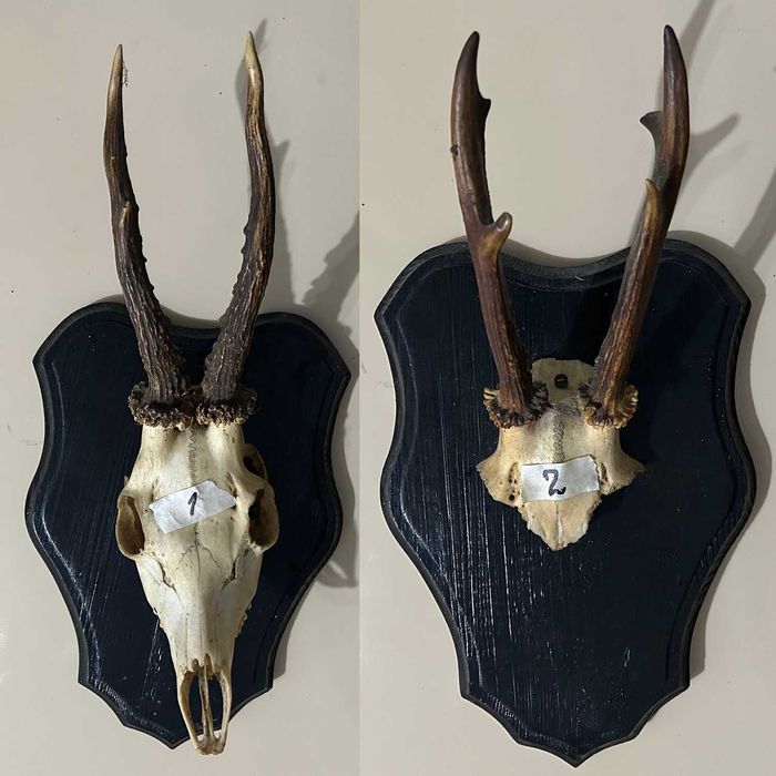 Poroże koziołki rogi kozła sarny na deskach 9szt.