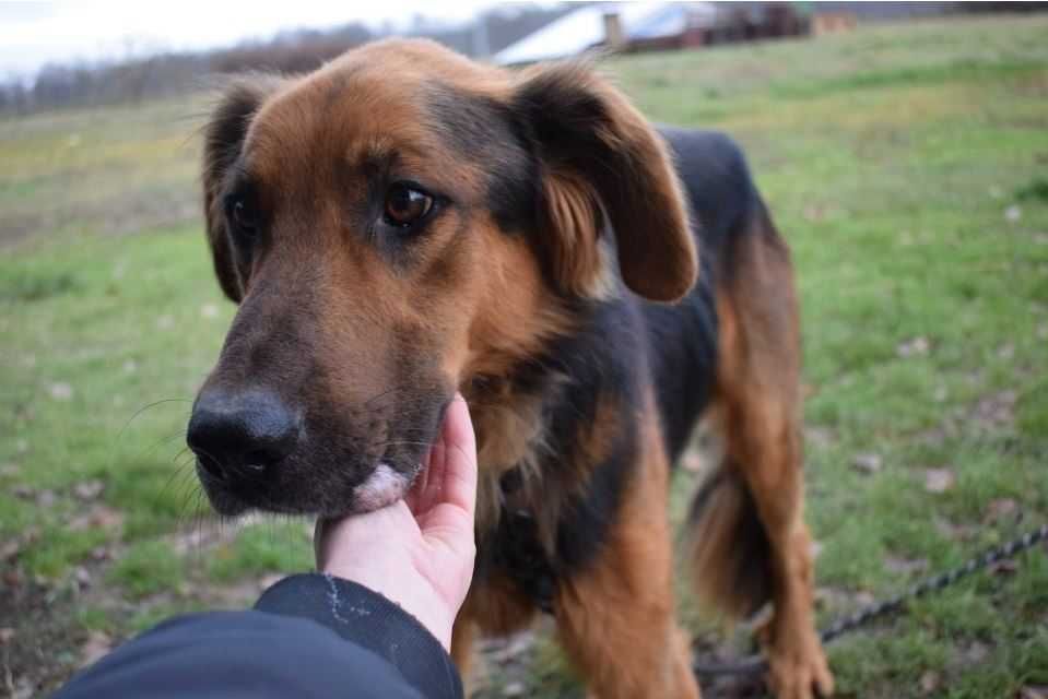 Maximus - młody i łagodny psiak, który nie odnajduje się w schronisku