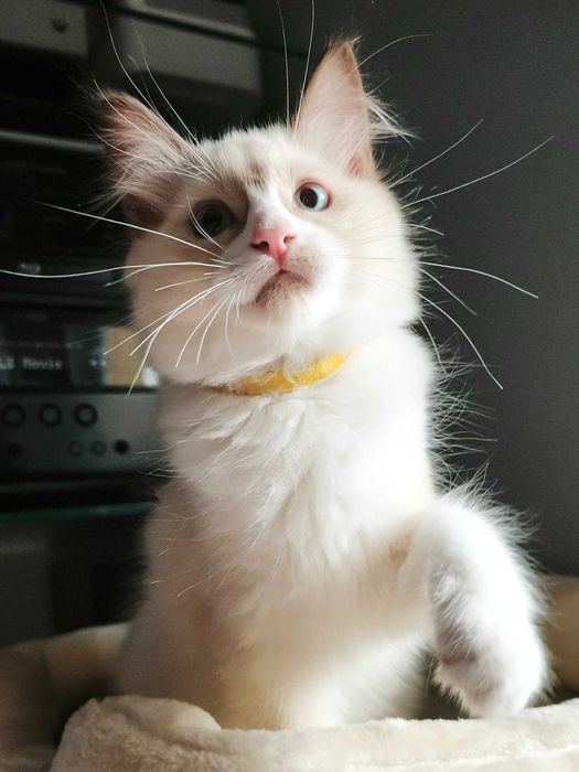 Unikalny Ragdoll mink / Cherubim czekoladowy bicolor