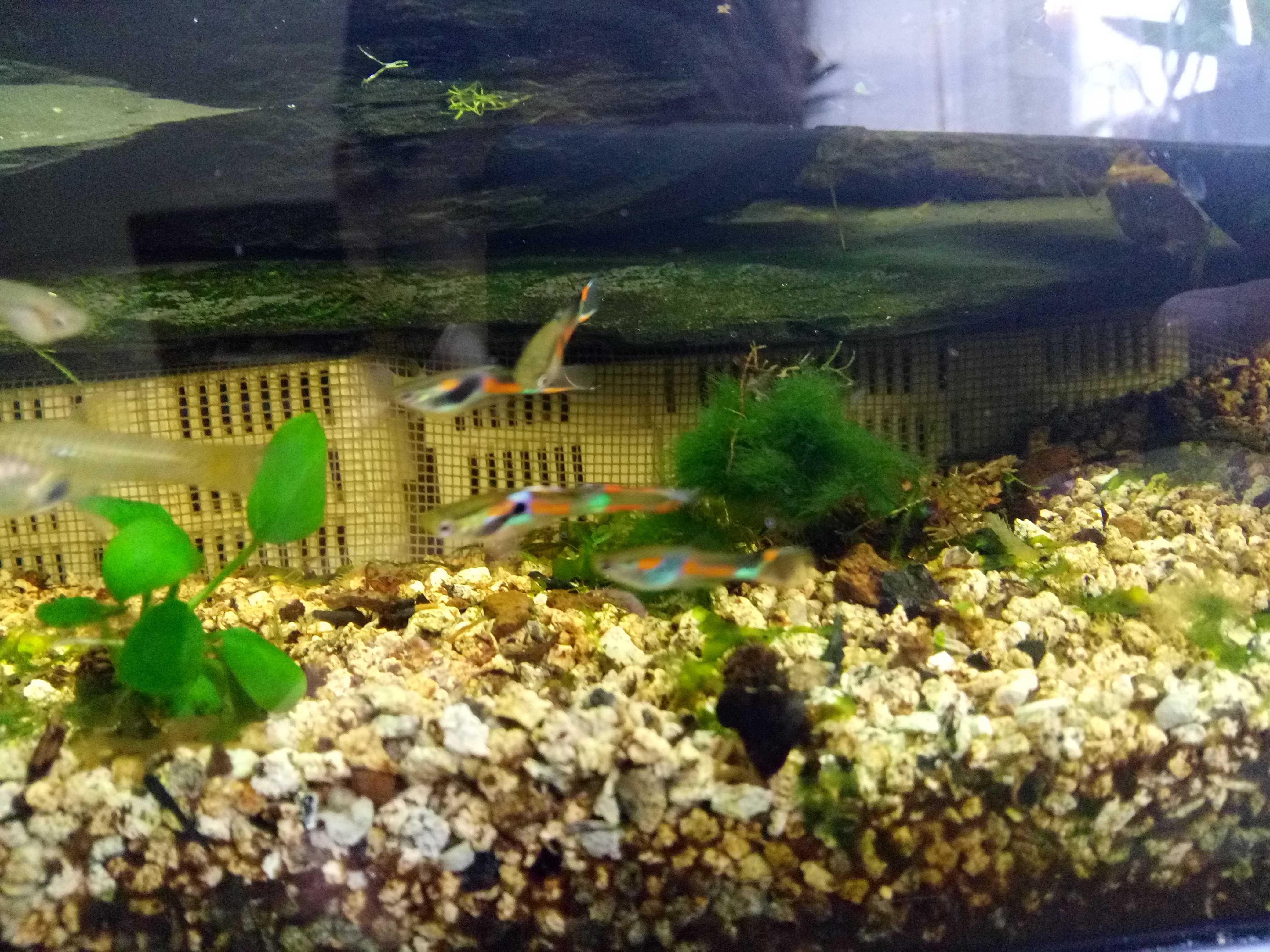 Peixes Guppies endler