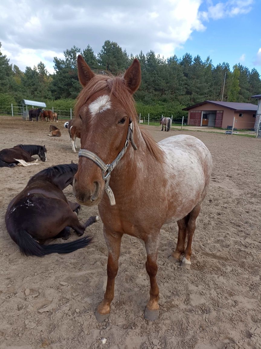 Sprzedam 3 letnią klacz/Sprzedam konia