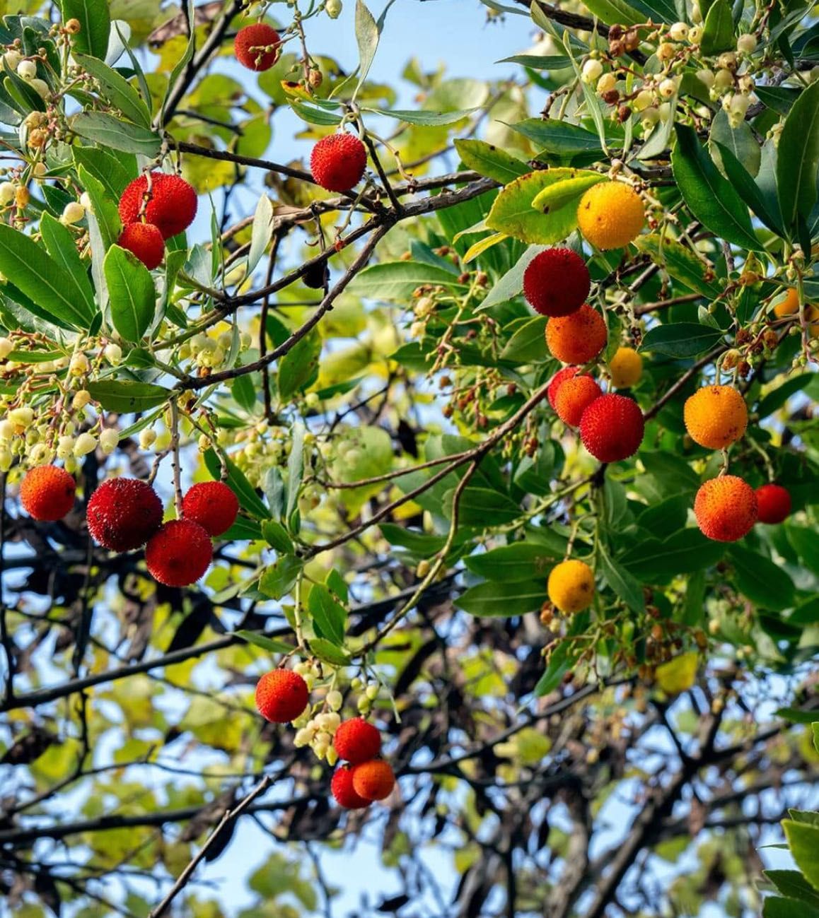 (10 x Un.) Strawberry Tree - Medronheiro (Arbutus Unedo)