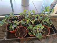 Oddam za darmo żyworódki
