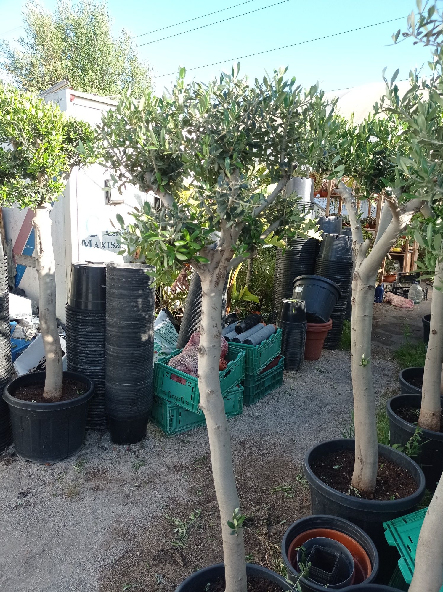 Vendo oliveiras bonsai desde 135