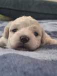 Bichon Frise Nuvola Bianca ZKwP FCI rodowód